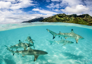 30 May 2023: Marine Evening