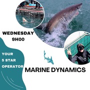 Next Marine Dynamics Shark Cage Diving Trip: 17 May 2023