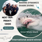 Next Marine Dynamics Shark Cage Diving Trip: 19 May 2023
