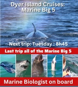 Next Dyer Island Marine Big 5 Tour: 23 May 2023