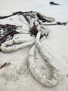 On the Beach: A Ship’s Hawser