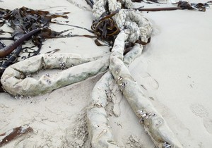 On the Beach: A Ship’s Hawser