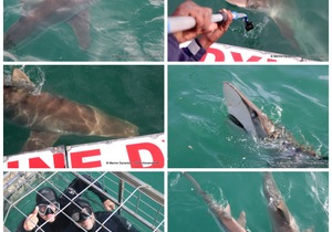 Daily Blog: 22 May 2023 | Shark Cage Diving in South Africa