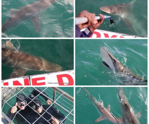 Daily Blog: 22 May 2023 | Shark Cage Diving in South Africa