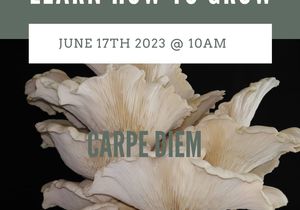 17 June 2023: Oyster Mushroom Grow Workshop