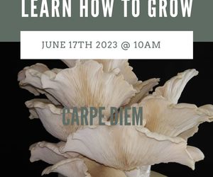 17 June 2023: Oyster Mushroom Grow Workshop