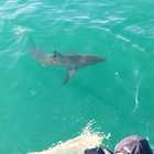 Shark Trip - White Shark Projects - Xplorio™ Gansbaai