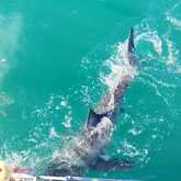 Shark Trip - White Shark Projects - Xplorio™ Gansbaai
