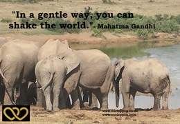 Find Your Serene Power