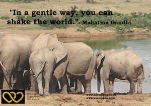 Find Your Serene Power