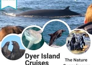 Next Dyer Island Marine Big 5 Tour: 27 May 2023