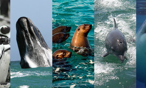 Who else wants to learn more about the Marine Big 5?