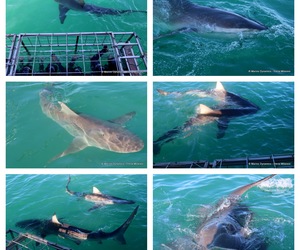 Daily Blog: 28 May 2023 | Shark Cage Diving in South Africa