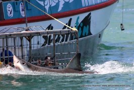 Next Marine Dynamics Shark Cage Diving Trip: 7 June 2023