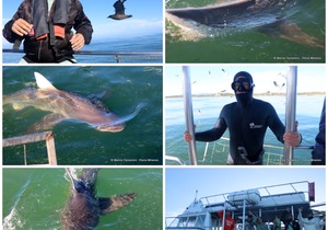 Daily Blog: 06 June 2023 | Shark Cage Diving in South Africa