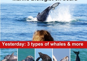 Next Dyer Island Marine Big 5 Tour: 9 June 2023