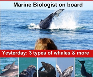 Next Dyer Island Marine Big 5 Tour: 9 June 2023