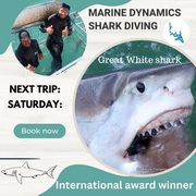 Next Marine Dynamics Shark Cage Diving Trip: 10 June 2023