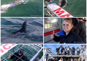 Daily Blog: 11 June 2023 | Shark Cage Diving in South Africa