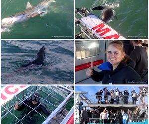Daily Blog: 11 June 2023 | Shark Cage Diving in South Africa