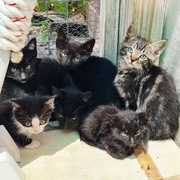 BARC Needs Cat, Kitten and Puppy Food Urgently
