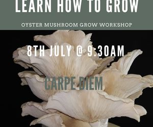 8 July 2023: Oyster Mushroom Beginner Cultivation Course