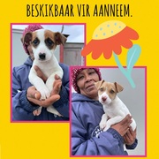 Female Puppies Up For Adoption