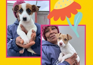 Female Puppies Up For Adoption