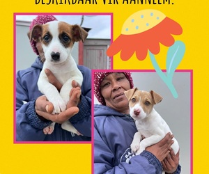 Female Puppies Up For Adoption