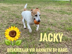 Up for Adoption: Jacky