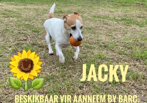 Up for Adoption: Jacky