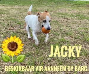 Up for Adoption: Jacky