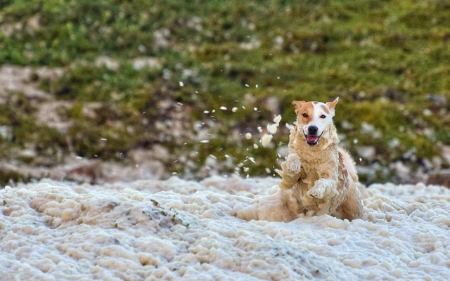 Roxy_sea_foam_Nina_Martin_1687360724