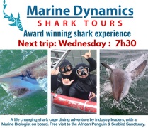 Next Marine Dynamics Shark Cage Diving Trip: 28 June 2023