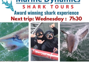 Next Marine Dynamics Shark Cage Diving Trip: 28 June 2023