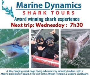 Next Marine Dynamics Shark Cage Diving Trip: 28 June 2023