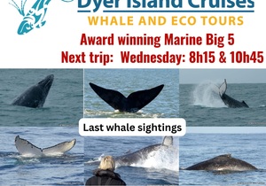 Next Dyer Island Marine Big 5 Tour: 28 June 2023
