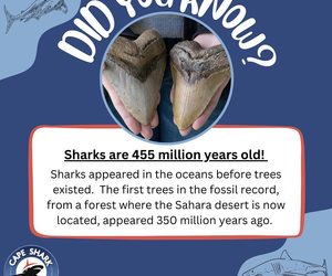 Sharks are 455 million years old!