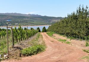 50-Hectare Fruit Farm for Sale in Villiersdorp: R24,000,000