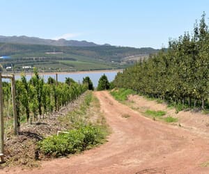 50-Hectare Fruit Farm for Sale in Villiersdorp: R24,000,000