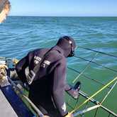 Shark Cage Diving - White Shark Projects - Xplorio™ Gansbaai
