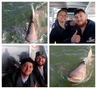 Daily Blog: 04 July 2023 | Shark Cage Diving in South Africa