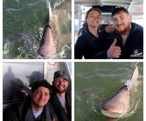 Daily Blog: 04 July 2023 | Shark Cage Diving in South Africa