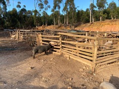 7 July 2023: Informal Piggery at Besemhoutskloof Farm