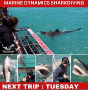 Next Marine Dynamics Shark Cage Diving Trip: 11 July 2023