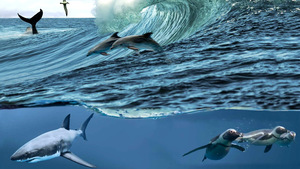 18 July 2023: Marine Evening