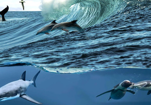 18 July 2023: Marine Evening