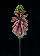 Mini-Solo Exhibition At Art4Heart: Martha van der Westhuizen