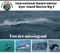 Next Dyer Island Marine Big 5 Tour: 13 July 2023
