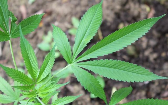 Dagga_leaves_ANG_1689344575